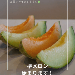 2026年椿メロンが始まります！