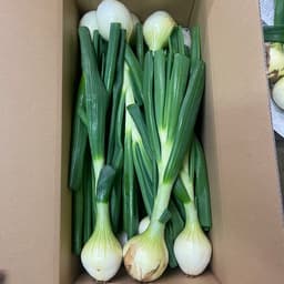 メロンに気を取られがちですが…実は新玉ねぎもあります