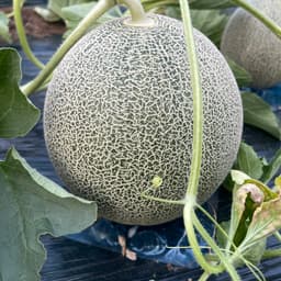 【数量限定】椿メロンのご予約承り中です