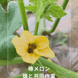 椿メロン、完売御礼。