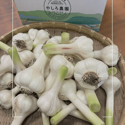 みずみずしい「生にんにく」の季節です