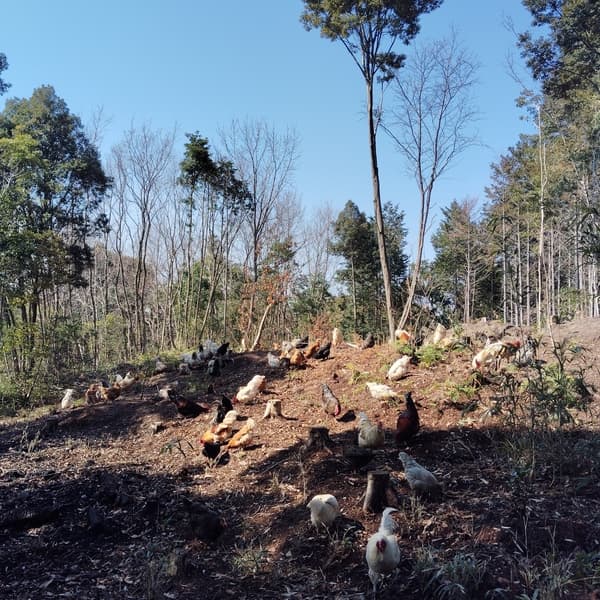 放幸卵＜完全放牧の異種交配有精卵＞自然の虫草（スーパーフード）や、農薬不使用飼料