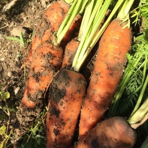 「人参嫌いな子にこそ食べて欲しい」人参【農薬・化学肥料不使用】の口コミ・レビュー(まゆみさん)