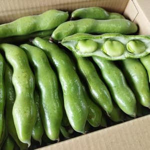 朝採れ そら豆【清水一寸】農薬・化学肥料 不使用