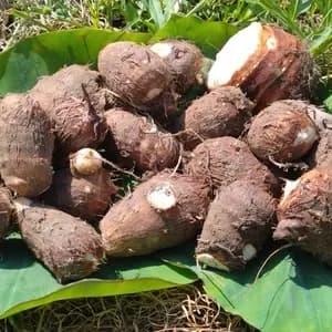 高知産 里芋【農薬・化学肥料 不使用】煮崩れしにくい大野芋　の口コミ・レビュー(みつはさん)