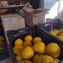 土佐文旦【さかり】の季節