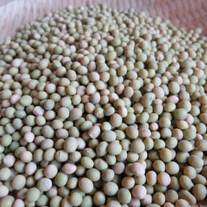 【2025年度産】大豆　無農薬・無化学肥料