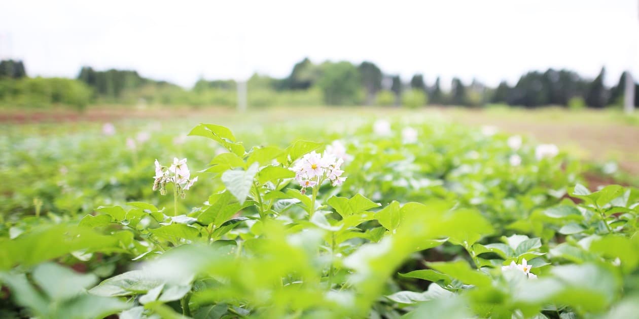 ゆーちゃんふぁーむロゴ