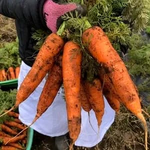 【自然栽培洗い人参】無肥料・無農薬・動物性堆肥・除草剤不使用　の口コミ・レビュー(野菜好きチビ助さん)