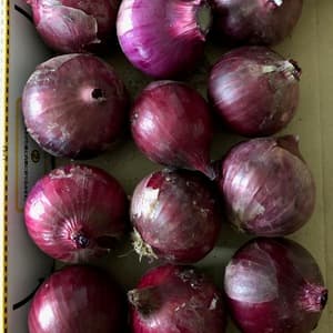 ◆　自然栽培　赤たまねぎ（固定種）