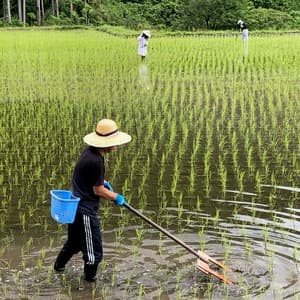 ◆自然栽培米　令和7年度産【秋日和】白米/玄米＜コシヒカリ＞無肥料・無農薬・動物性堆肥・除草剤不使用の口コミ・レビュー(ぱふさん)
