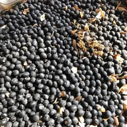 ■　丹波黒大豆選別中。