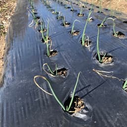 ■　ゆうはる太麺製麺中