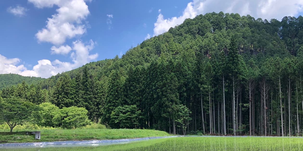 ユキノシタサボウロゴ