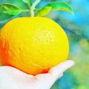 2026年は３月頃販売開始予定！初夏の季節にぴったり♪果汁あふれる甘酸っぱくてほろ苦い♪佐田岬生まれの柑橘「サンフルーツ」愛媛県産・農薬・除草剤・肥料不使用栽培の口コミ・レビュー(マギーさん)