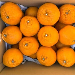 追加販売！限定！「はるみLサイズ」人気のはるみ♪プチプチ触感とジューシーな甘さ～愛媛県産・農薬・肥料・除草剤不使用栽培～の口コミ・レビュー(たまさん)