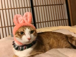 美味しく頂いています!の画像 1