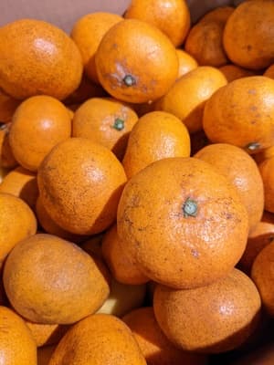 皮まで美味しい無農薬みかん!の画像 1