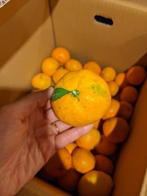今年も美味しい!の画像 1