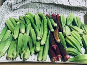 たっっっくさんのオクラ!の画像 1
