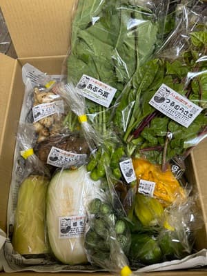 初めての野菜の画像 1