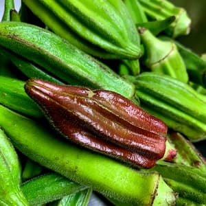 おいしいオクラをご馳走様ですの画像 1