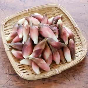 【期間限定】鮮やかな紅の色味と香り!<本谷秋みょうが>阿智村園原産【自然栽培】【送料0円〜】