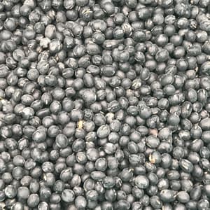 黒大豆(黒豆)【無農薬・無肥料 自然栽培 天日干し】