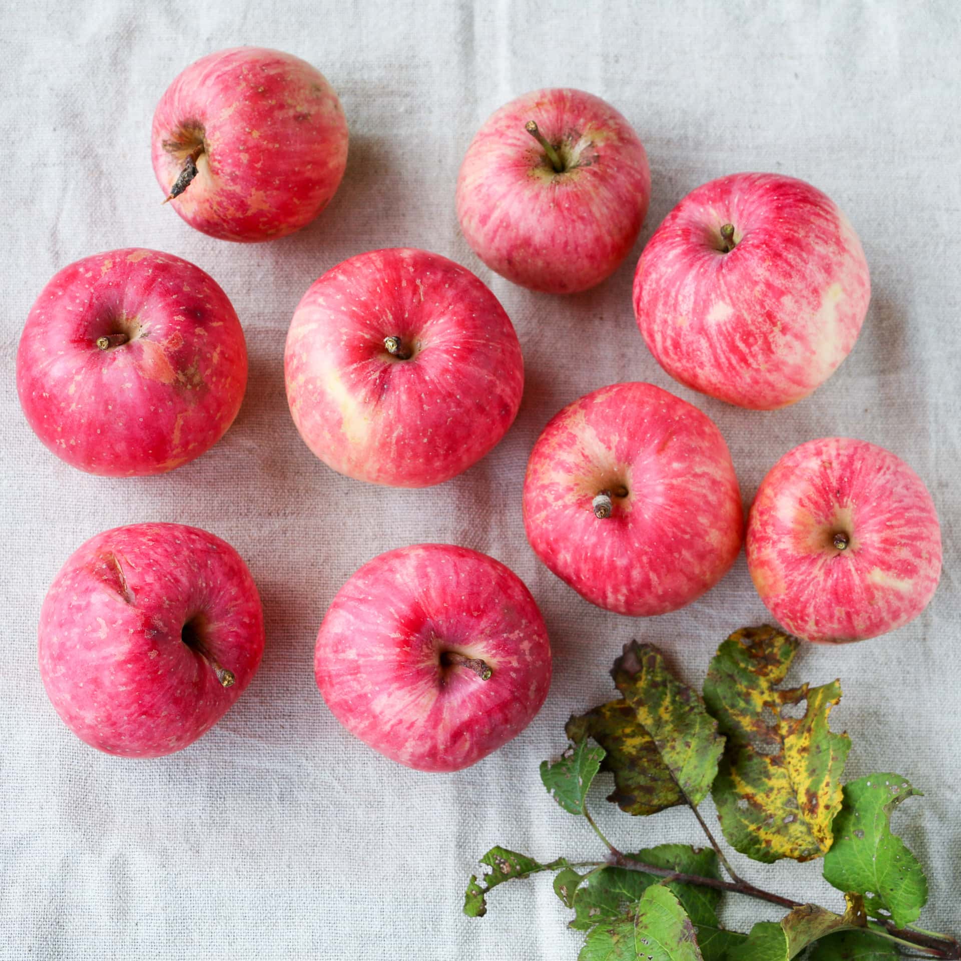 無農薬りんご 背景