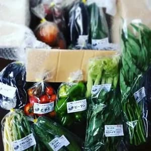 シードマイスターが作る無農薬季節の野菜セット