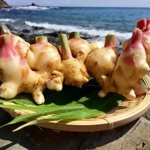 【ご予約受付中!10月27日出荷】サクサク美味しい!自然栽培の新生姜