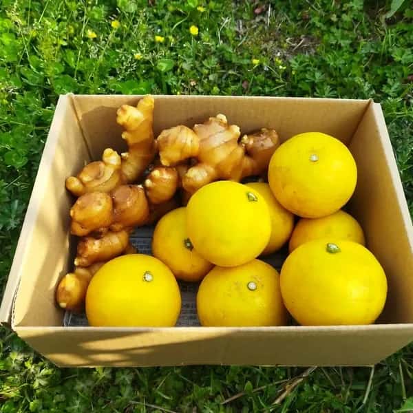 小夏と生姜セット【農薬・化学肥料 不使用】